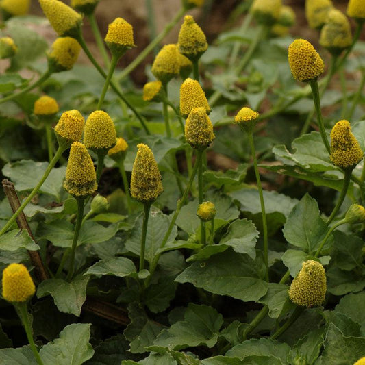 Spilanthes Seeds (Organic) Strictly Medicinal
