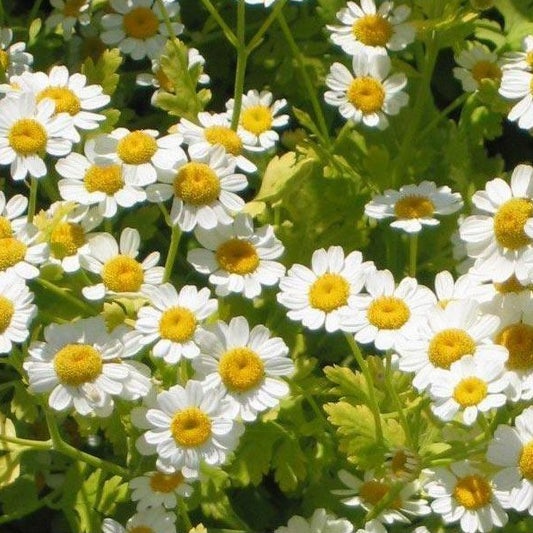 Feverfew Seeds (Organic) Strictly Medicinal