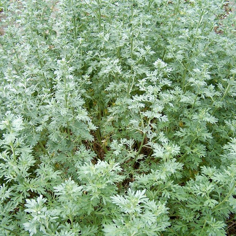 Wormwood Seeds (Organic) Strictly Medicinal