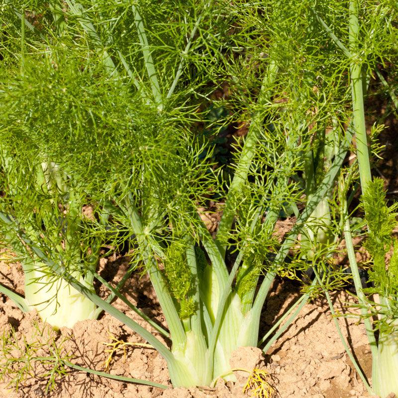 Organic Fennel, Florence (1/4 lb) Peaceful Valley