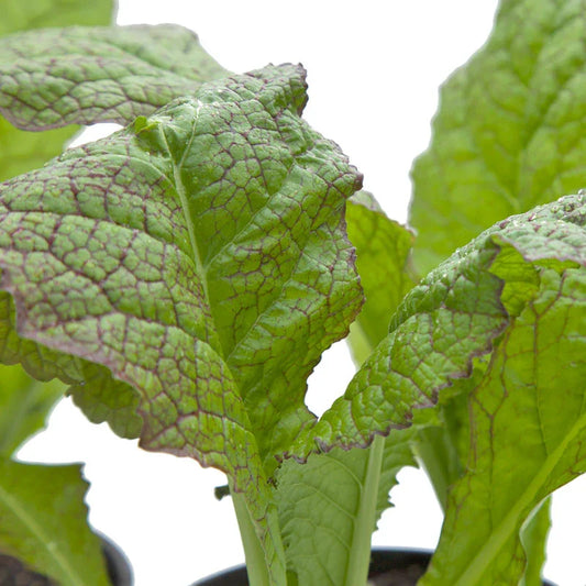 Organic Mustard Giant Red Greens Grow Organic