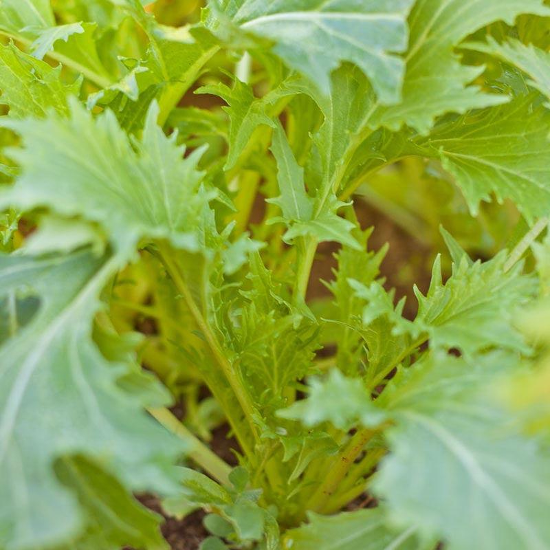 Mesclun Spicy Mix Greens Seeds (Organic) Peaceful Valley