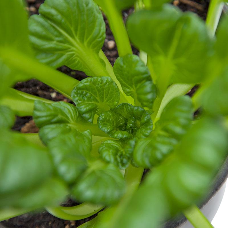 Organic Greens, Mustard Tatsoi (1/4 lb) Peaceful Valley