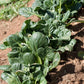 Organic Greens, Mustard Tatsoi (1/4 lb) Peaceful Valley