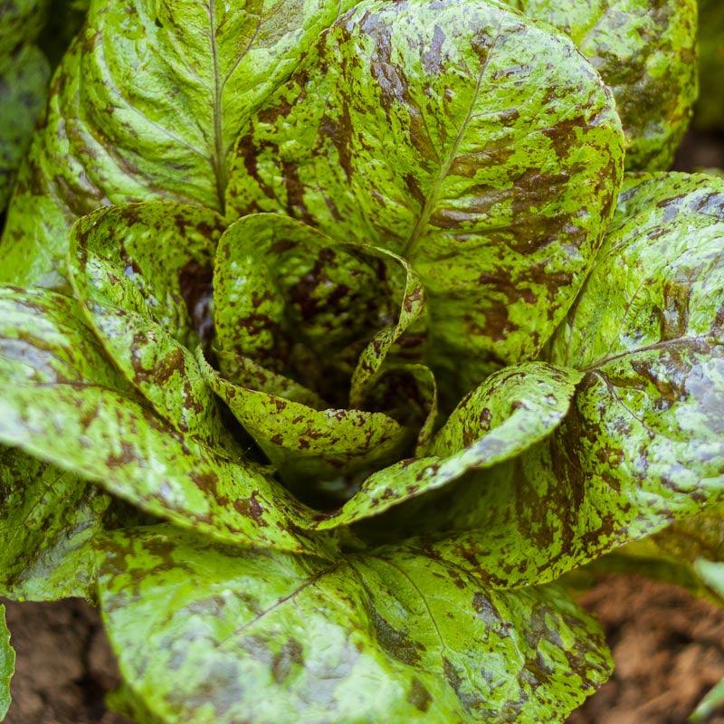 Mesclun Spicy Mix Greens Seeds (Organic) Peaceful Valley