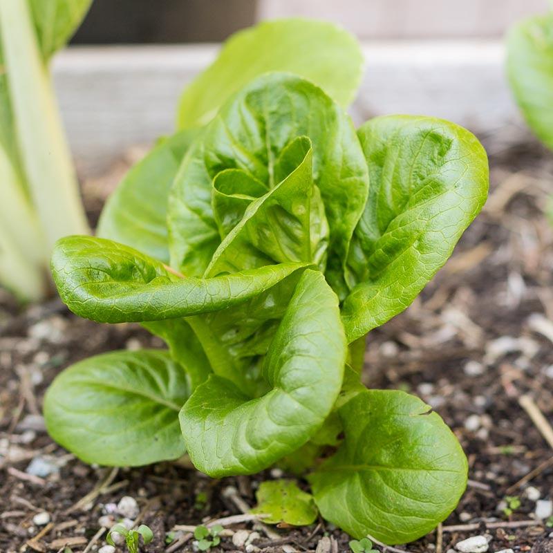 Mesclun Spicy Mix Greens Seeds (Organic) Peaceful Valley