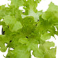 Organic Lettuce, Green Salad Bowl (1/4 lb) Peaceful Valley