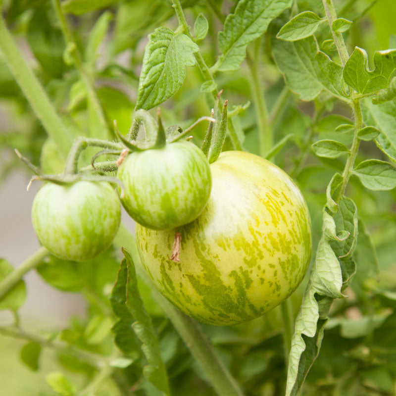 Green Zebra Tomato Seeds (Organic) Peaceful Valley