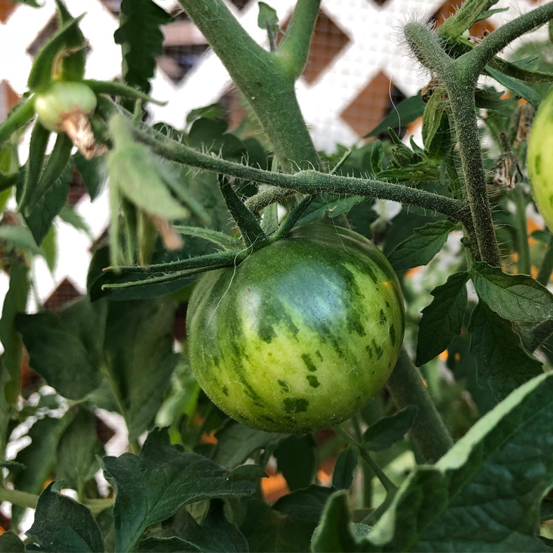 Green Zebra Tomato Seeds (Organic) Peaceful Valley