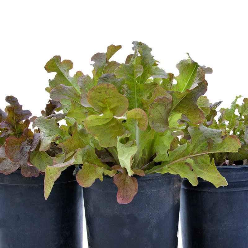 Organic Lettuce, Red Oakleaf (1 oz) Peaceful Valley
