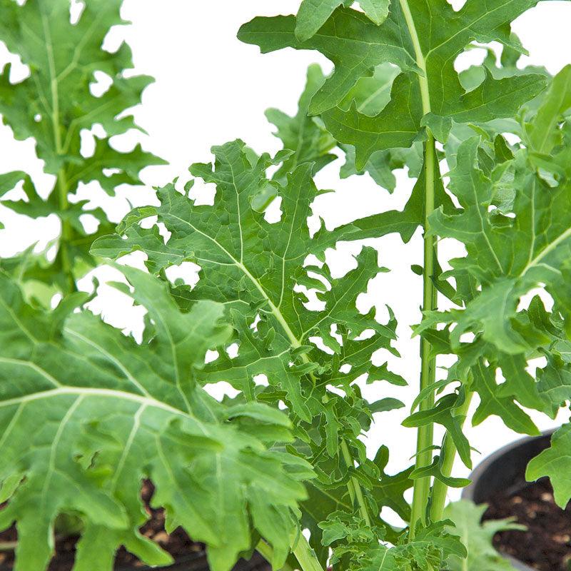 Organic Kale, White Russian (1 oz) Peaceful Valley