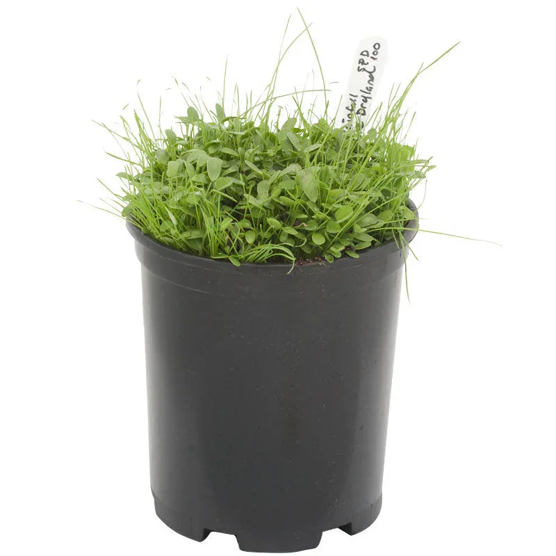 Peaceful Valley High Rainfall Dryland Pasture Mix - Nitrocoated Seed (lb) Peaceful Valley