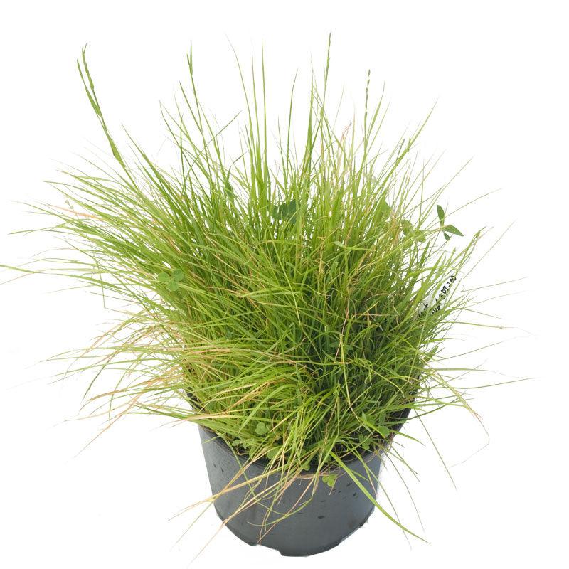 Peaceful Valley Bloat Resistant Irrigated Pasture Mix - Nitrocoated Seed (lb) Peaceful Valley