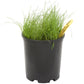Peaceful Valley General Livestock Irrigated Pasture Mix - Nitrocoated Seed (lb) Peaceful Valley