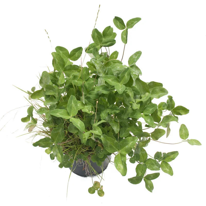 Peaceful Valley Irrigated Intermountain Pasture Mix - Nitrocoated Seed (lb) Peaceful Valley