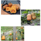 Honey Nut Baby Butternut Winter Squash Seeds Renee's Garden