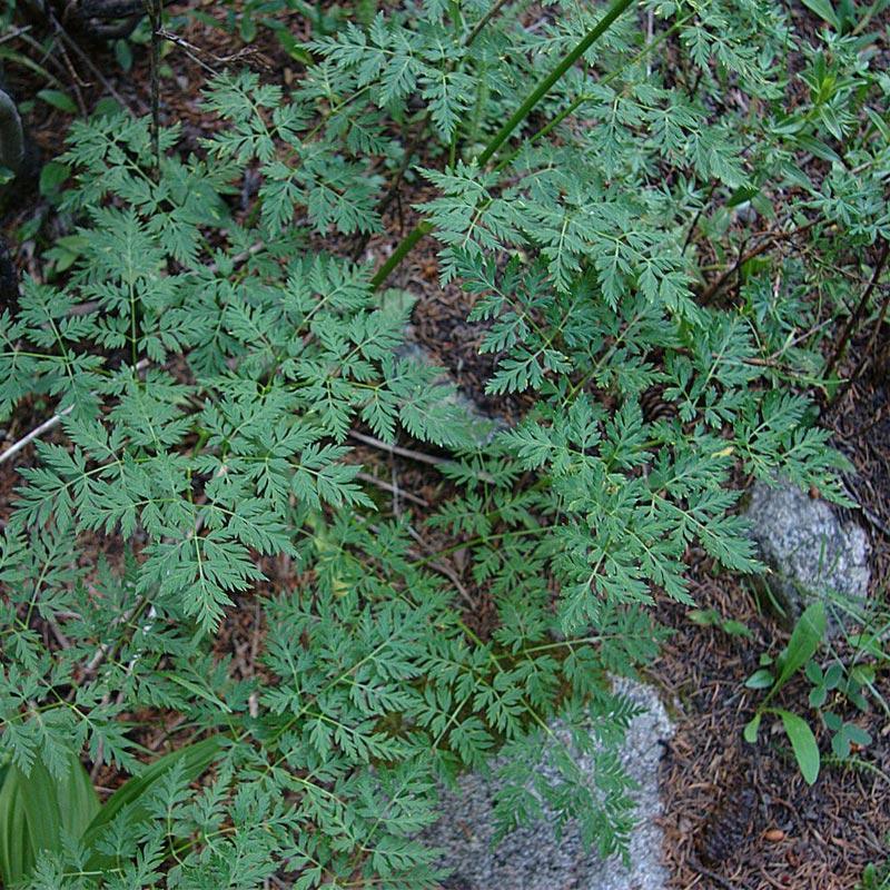 Osha Seeds Strictly Medicinal