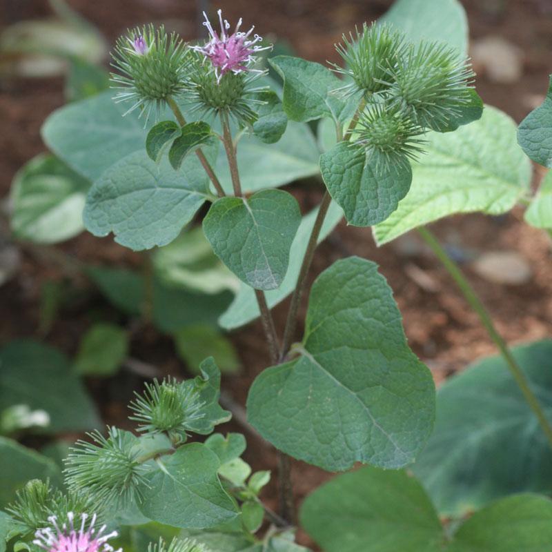 Gobo Burdock Seeds (Organic) Strictly Medicinal