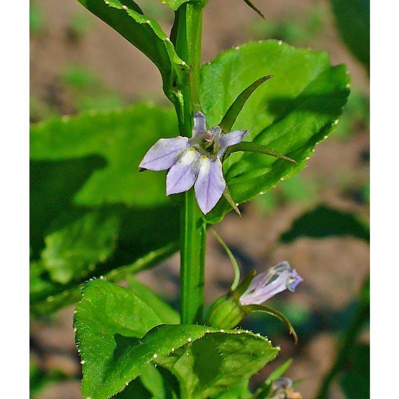 Official Lobelia Flower Seeds (Organic) Strictly Medicinal