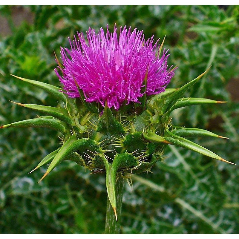 Milk Thistle Seeds (Organic) Strictly Medicinal