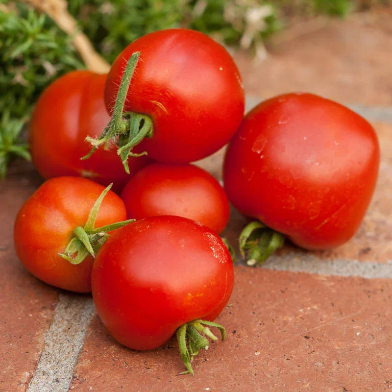 Organic Stupice Tomato Renees Garden