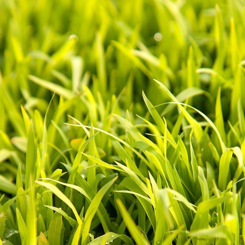Sudangrass seed heads in a green stand