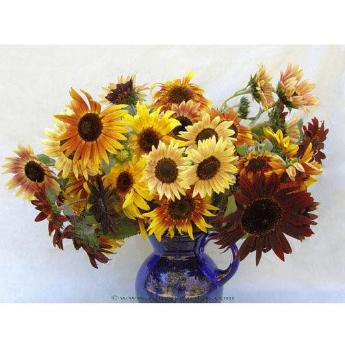 Sun Samba Ornamental Sunflower Flower Seeds Renee's Garden