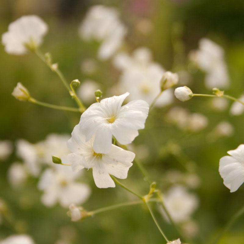 Baby's Breath (1/4 lb) Peaceful Valley