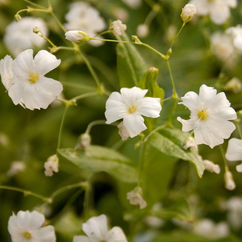Baby's Breath (1/4 lb) Peaceful Valley
