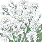 Baby's Breath (1/4 lb) Peaceful Valley