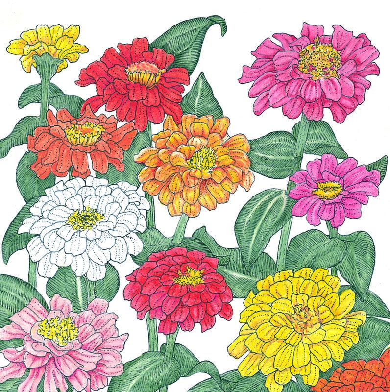 Zinnia, California Mix (pack) Peaceful Valley