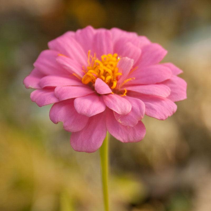 Zinnia, California Mix (pack) Peaceful Valley