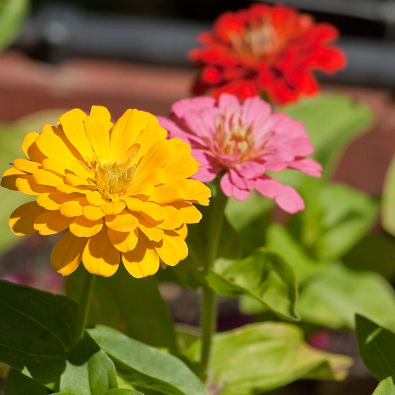 Zinnia, California Mix (pack) Peaceful Valley