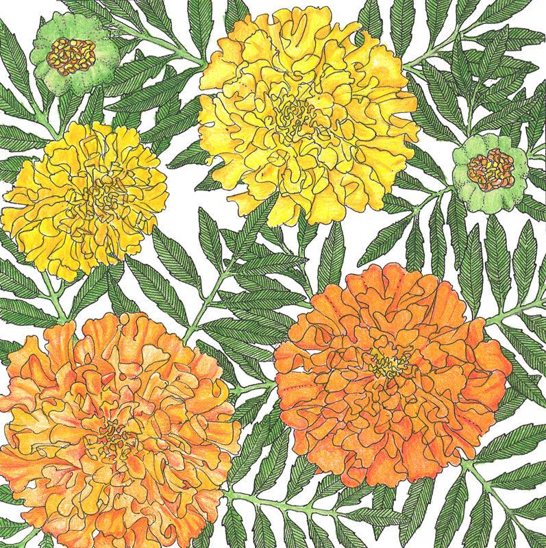 Marigold, African (pack) Peaceful Valley