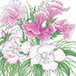 Sweet William (pack) Peaceful Valley