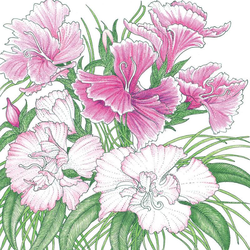 Sweet William (pack) Peaceful Valley