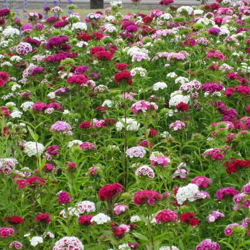 Sweet William (1/4 lb) Peaceful Valley