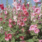 Hollyhock (pack) Peaceful Valley