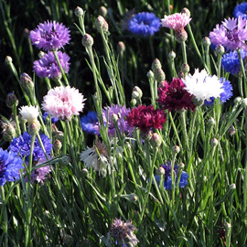 Bachelor Buttons Seed Pack Peaceful Valley