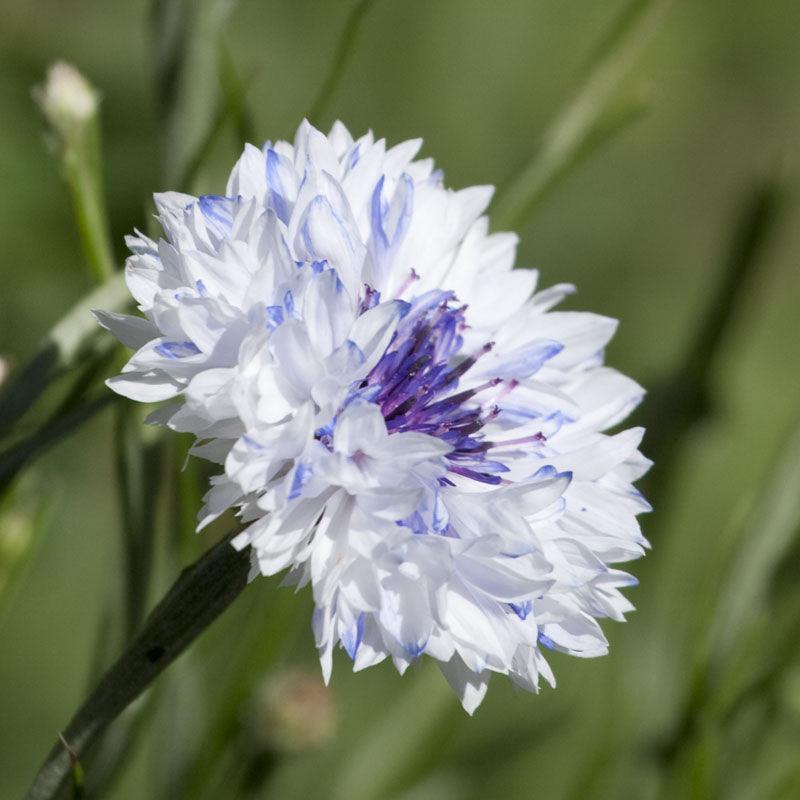 Bachelor Buttons Seed Pack Peaceful Valley