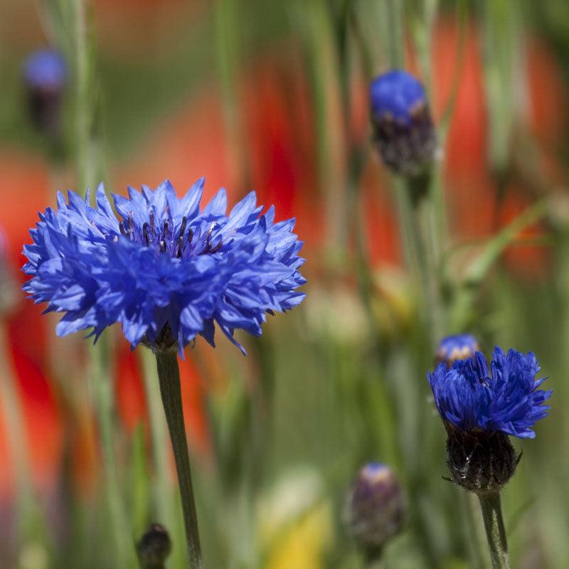 Bachelor Buttons Seed Pack Peaceful Valley
