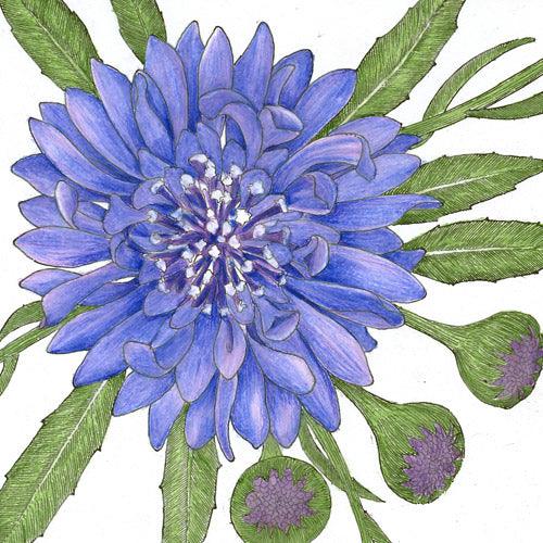 Bachelor Buttons Seed Pack Peaceful Valley