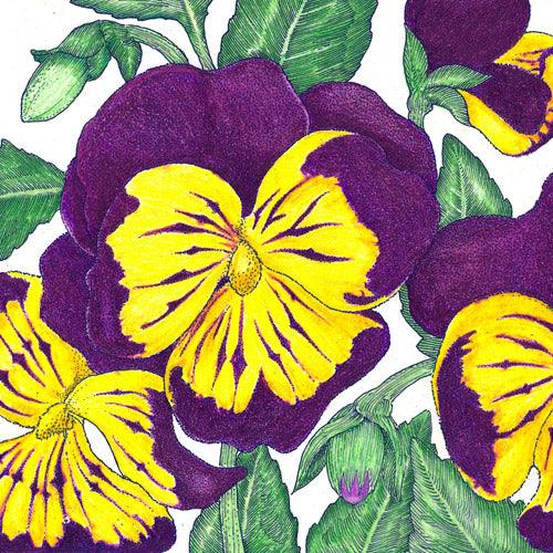 Johnny Jump Up Viola (pack) Peaceful Valley