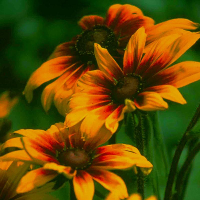 Rudbeckia Cappuccino (Butterfly) Flower Seeds Renee's Garden