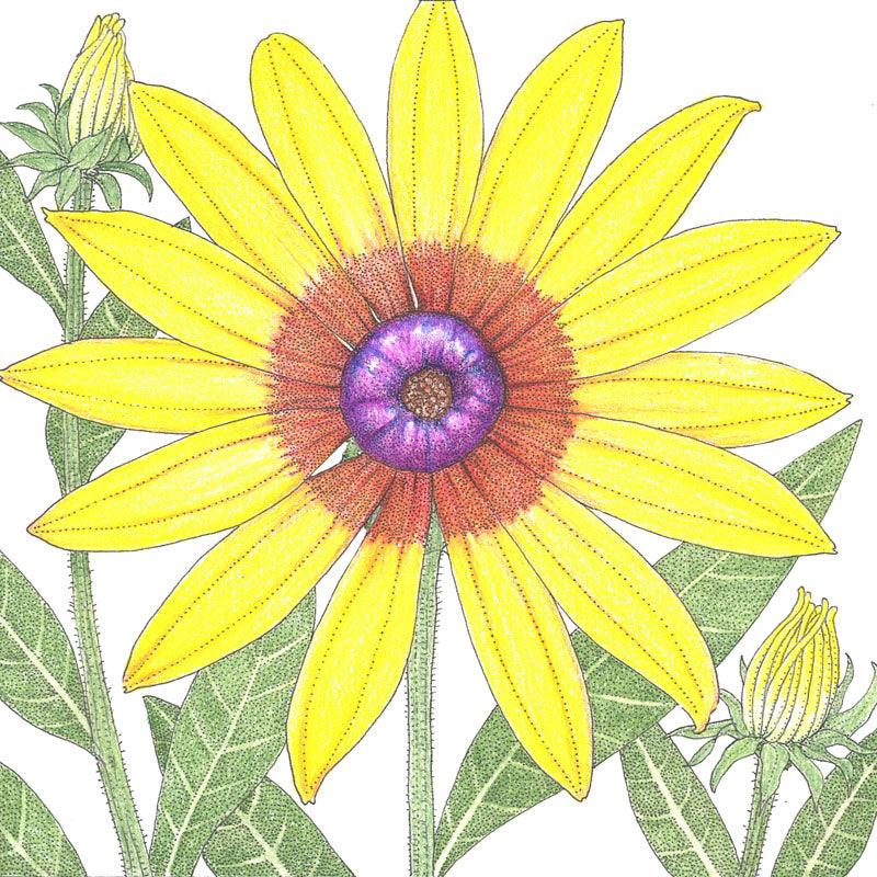 Daisy, Gloriosa (pack) Peaceful Valley