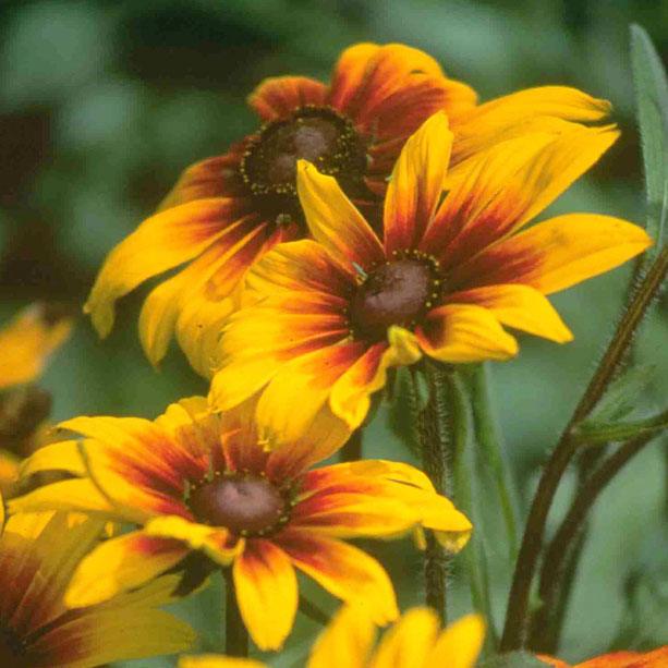 Daisy, Gloriosa (pack) Peaceful Valley