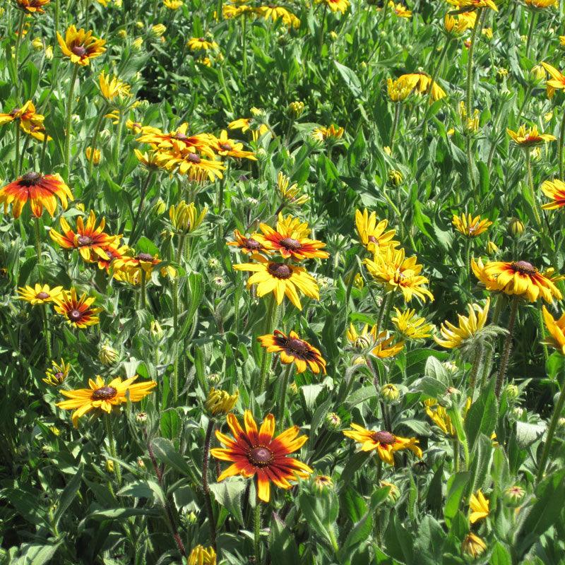 Daisy, Gloriosa (pack) Peaceful Valley