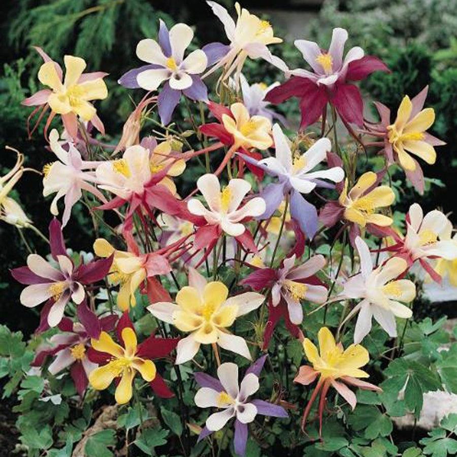 Columbine, "McKana's Giant Mix" (pack) Peaceful Valley