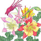 Columbine, "McKana's Giant Mix" (pack) Peaceful Valley