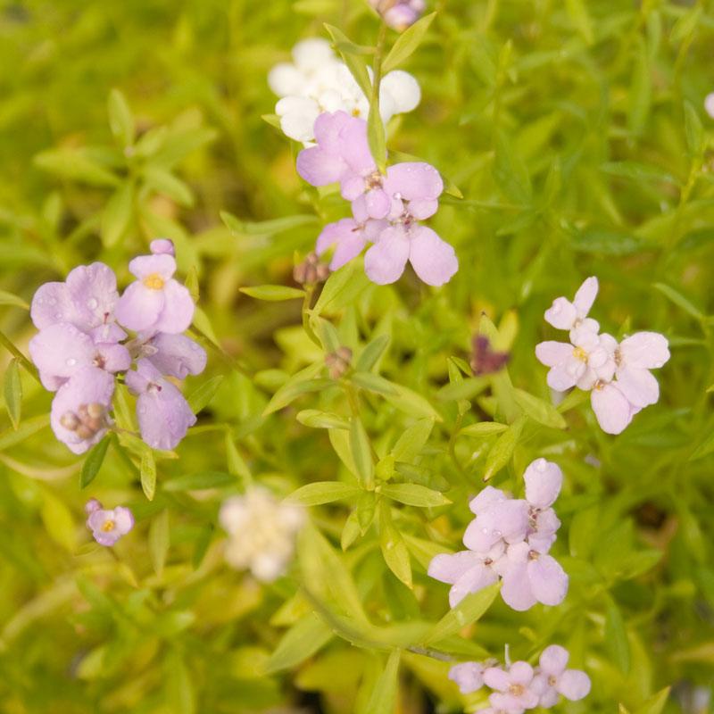 Candytuft, Dwarf (1/4 lb) Peaceful Valley